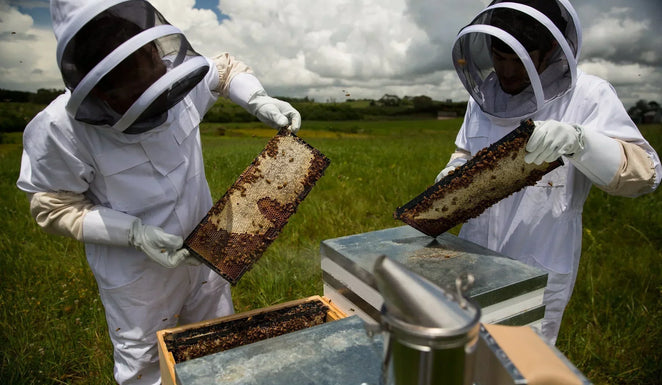 Manuka Honey for Hay Fever Relief: Does It Really Work?