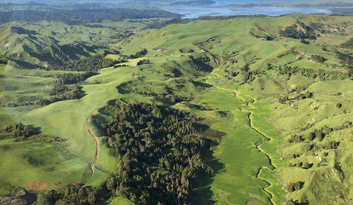 Where does Manuka Honey come from?