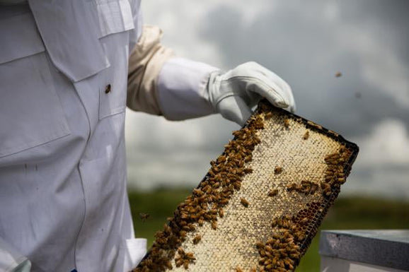 What is Manuka Honey – and why is it special?